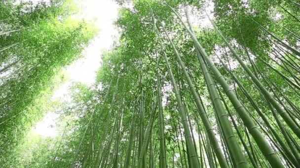 Bosque de bambú — Vídeos de Stock