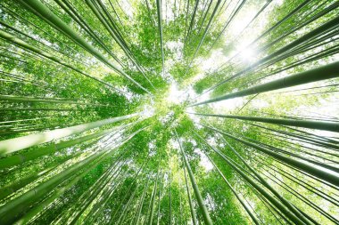 bambu korusu