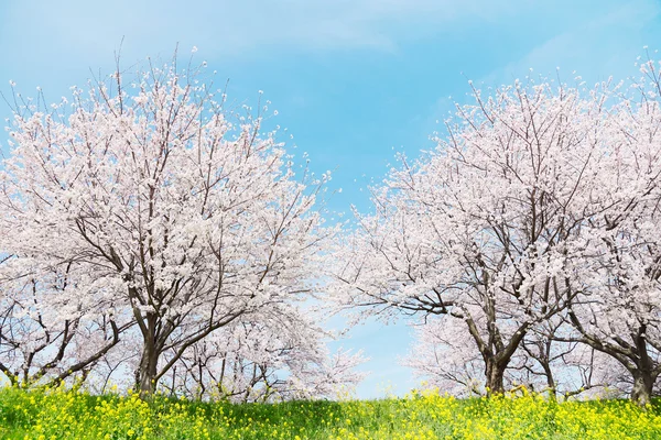 Японський весна scenics — стокове фото