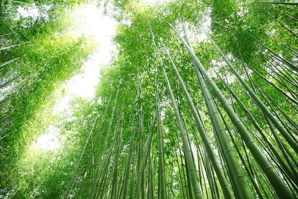 Hutan bambu — Stok Foto