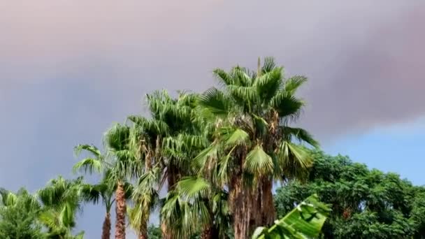 Палаючий дим під час заходу сонця на тлі пальмових дерев з величезними хмарами апельсинового диму та полум'я. Екзотичний вигляд. Концепція забруднення навколишнього середовища від лісових пожеж . — стокове відео