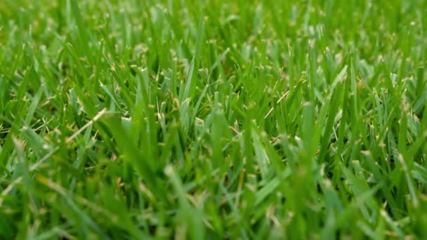 Herbe verte fraîche à proximité. prairie verte inondée — Video