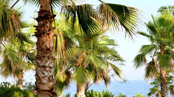 Palmen befinden sich auf einem Hintergrund von blauem Meer und Himmel in Nahaufnahme. Natürlicher ruhiger Hintergrund mit Palmblättern. — Stockfoto