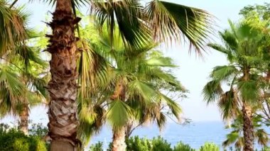 Palmiye ağaçları mavi deniz ve gökyüzünün arka planında yer alır. Palmiye yapraklarıyla doğal sakin bir arka plan.