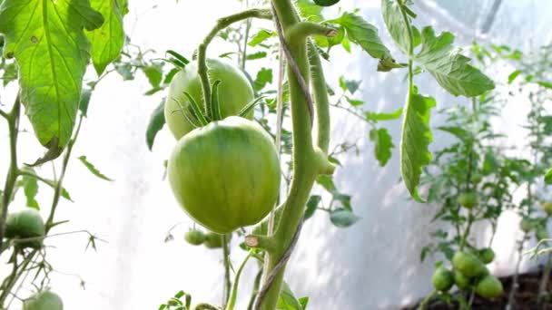 野菜の温室。茂みの枝に熟したトマトと緑のトマト。秋の収穫。缶詰、サラダ、漬物の材料。温室で栽培されている緑のトマトのグループを閉じる — ストック動画