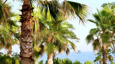 Palmiye ağaçları mavi deniz ve gökyüzünün arka planında yer alır. Palmiye yapraklarıyla doğal sakin bir arka plan.