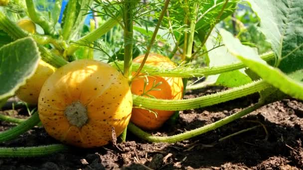 Cultivando calabazas en el jardín en el jardín. Calabazas naranjas que crecen en el jardín. Otoño octubre — Vídeos de Stock