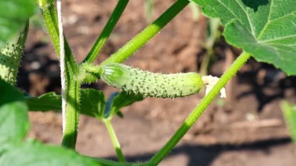 Growing cucumbers in the garden. Harvest in the country in the garden. Young green cucumbers gherkins on a branch — Stock Video