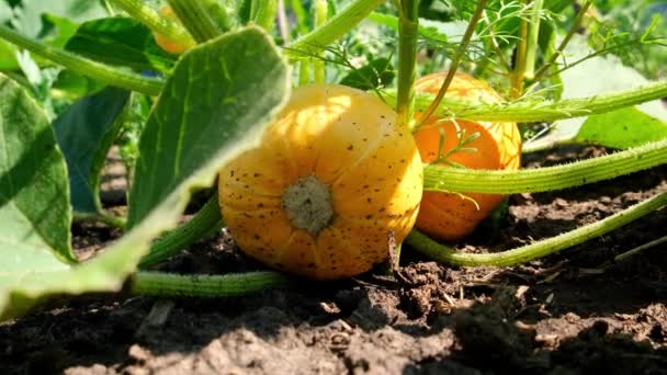 Cultivando calabazas en el jardín en el jardín. Calabazas naranjas que crecen en el jardín. Otoño octubre — Vídeo de stock