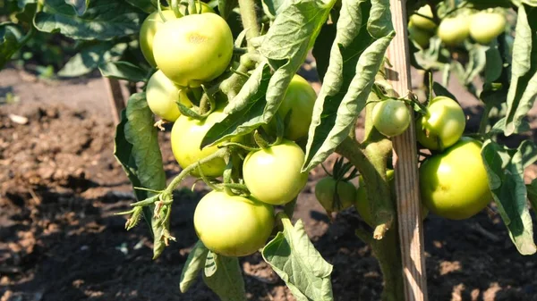 Skleník na zeleninu. Zralá a zelená rajčata na větvích keřů. Podzimní úroda. Složení pro konzervování, salát, okurky. Detailní skupina zelených rajčat pěstovaných ve skleníku — Stock fotografie