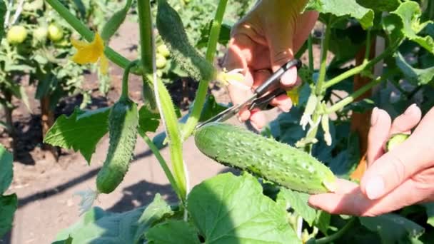 As mãos femininas mantêm um pepino verde que cresce em um ramo. crescendo pepinos na cama. — Vídeo de Stock