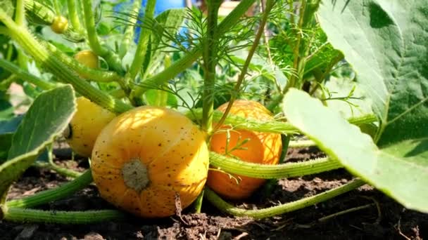 Cultivando calabazas en el jardín en el jardín. Calabazas naranjas que crecen en el jardín. Otoño octubre — Vídeos de Stock
