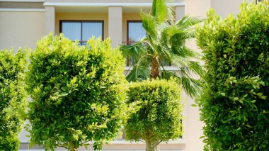 Süslü özel bir evin yanında bakımlı dekoratif ağaçlardan oluşan yeşil bahçe. Kasaba evinin terasına yakın yeşil alan..