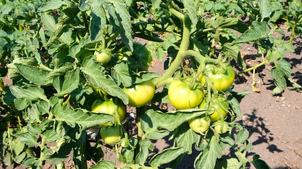 Estufa de verduras. Tomates maduros e verdes nos ramos dos arbustos. Colheita de outono. Ingredientes para enlatamento, salada, picles. Grupo de perto de tomates verdes que crescem em estufa — Fotografia de Stock