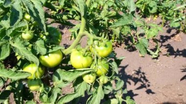 Çalıların dallarında olgun ve yeşil domatesler. Hasat, kır evindeki ya da çiftlikteki bahçede. Konserve, salata ve turşu malzemeleri. Serada yetişen yakın çevreci domates grubu