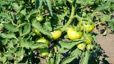 Sebzeler için sera. Çalıların dallarında olgun ve yeşil domatesler. Sonbahar hasadı. Konserve, salata ve turşu malzemeleri. Serada yetişen yakın çevreci domates grubu