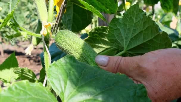 Kvinnliga händer skär en ung grön gurka som växer på en gren. växande gurkor på sängen — Stockvideo