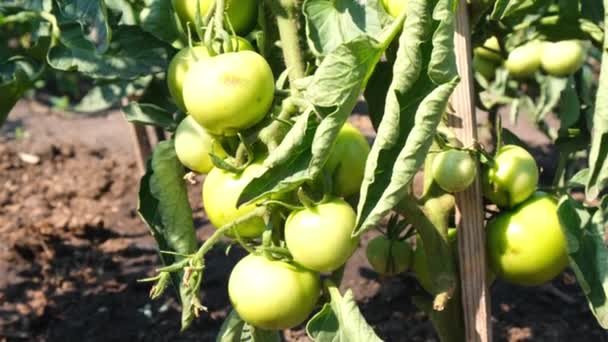Θερμοκήπιο για λαχανικά. Ώριμες και πράσινες ντομάτες στα κλαδιά των θάμνων. Φθινοπωρινή συγκομιδή Υλικά για κονσερβοποιία, σαλάτα, τουρσιά. Closeup ομάδα πράσινων τοματών καλλιέργεια στο θερμοκήπιο — Αρχείο Βίντεο