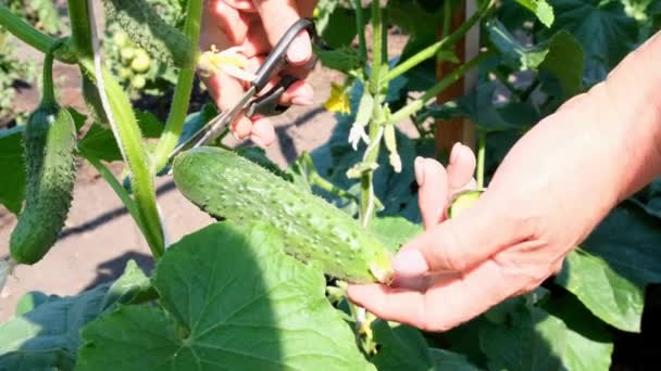Vrouwelijke handen houden een groene komkommer vast die op een tak groeit. komkommers op het bed kweken. — Stockvideo