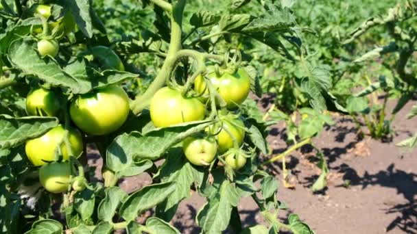 Reife und grüne Tomaten an den Zweigen der Büsche. Ernte im Garten auf der Datscha oder auf dem Bauernhof. Zutaten für Konserven, Salat, Gurken. Großaufnahme Gruppe grüner Tomaten, die im Gewächshaus wachsen — Stockvideo