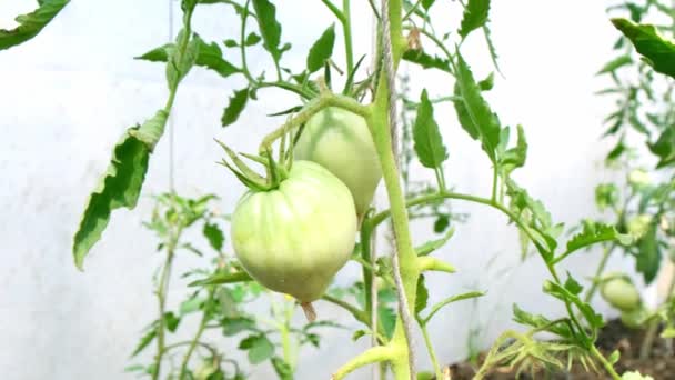 Zralá a zelená rajčata na větvích keřů. sklizeň na zahradě v Dacha nebo na farmě. Složení pro konzervování, salát, okurky. Detailní skupina zelených rajčat pěstovaných ve skleníku — Stock video