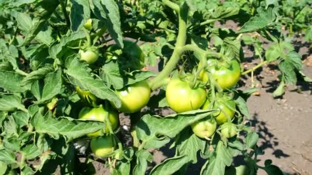 Zralá a zelená rajčata na větvích keřů. sklizeň na zahradě v Dacha nebo na farmě. Složení pro konzervování, salát, okurky. Detailní skupina zelených rajčat pěstovaných ve skleníku — Stock video