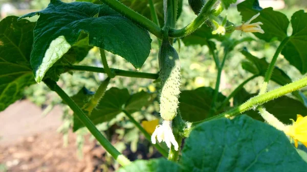 Young green cucumber growing on a branch. growing cucumbers in the garden. harvest in the country in the garden — Stock Photo, Image