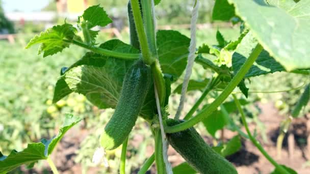 Cultiver des concombres dans le jardin. Récolte à la campagne dans le jardin. Jeunes concombres verts cornichons sur une branche — Video