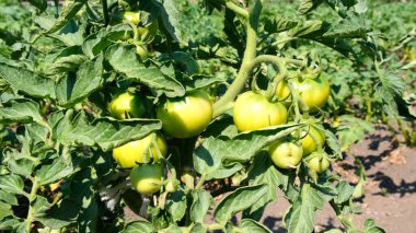Çalıların dallarında olgun ve yeşil domatesler. Hasat, kır evindeki ya da çiftlikteki bahçede. Konserve, salata ve turşu malzemeleri. Serada yetişen yakın çevreci domates grubu