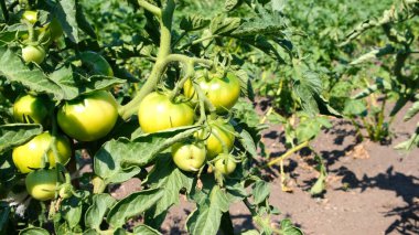 Çalıların dallarında olgun ve yeşil domatesler. Hasat, kır evindeki ya da çiftlikteki bahçede. Konserve, salata ve turşu malzemeleri. Serada yetişen yakın çevreci domates grubu