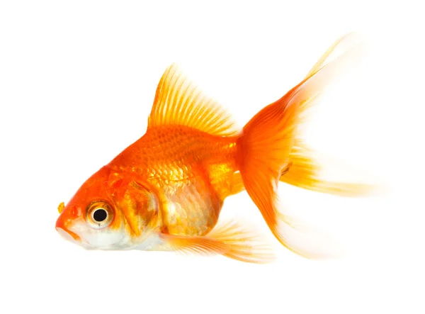 Gild fish — Stock Photo, Image