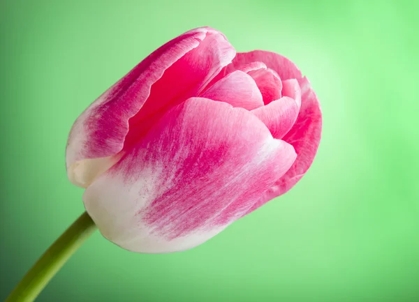 One tulip on green background — Stock Photo, Image