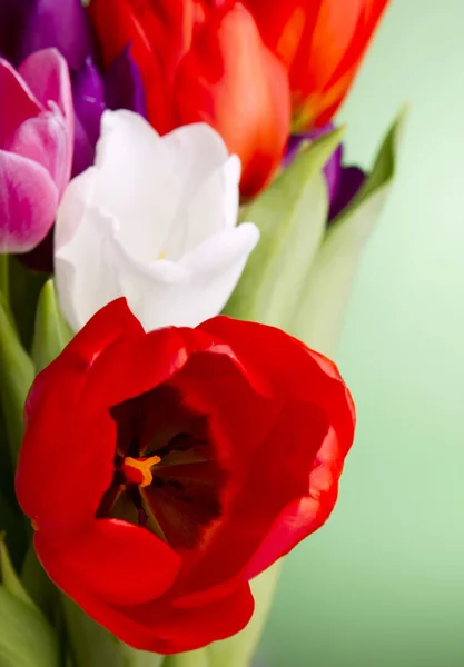 Hermosos tulipanes multicolores — Foto de Stock