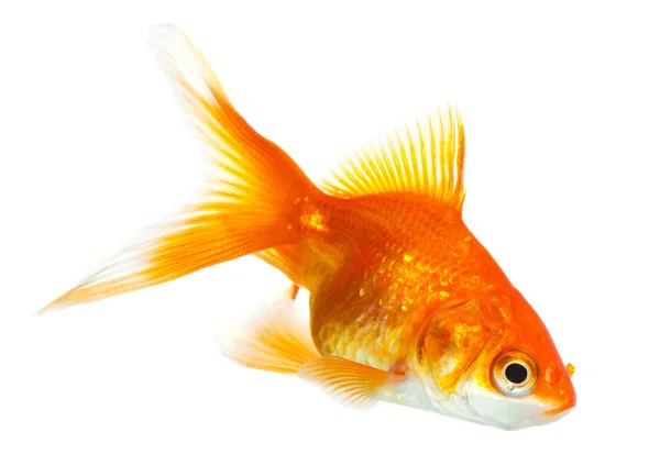 Gold fish — Stock Photo, Image