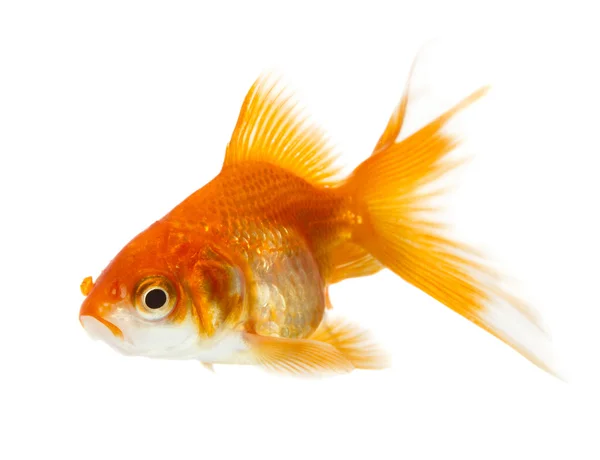 Gold fish — Stock Photo, Image