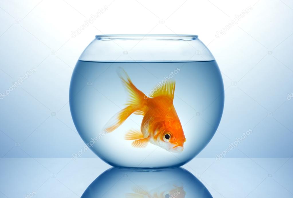 Fish bowl with cold fish