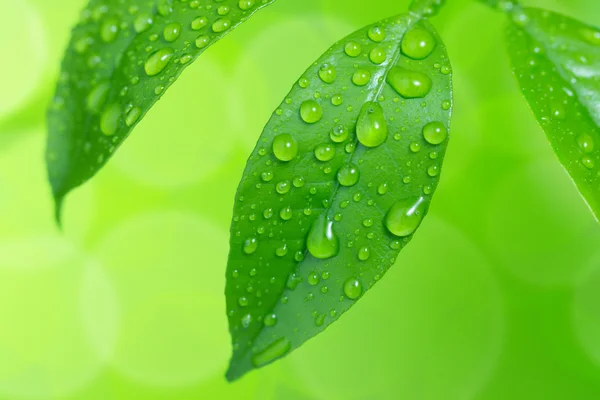 Water drops on green leaves — Stock Photo, Image