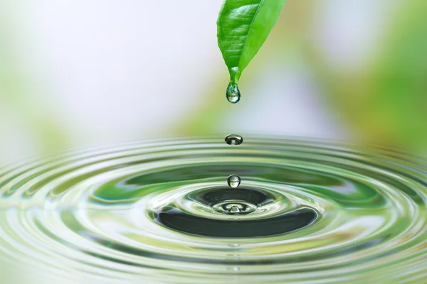 Gota de água na folha — Fotografia de Stock