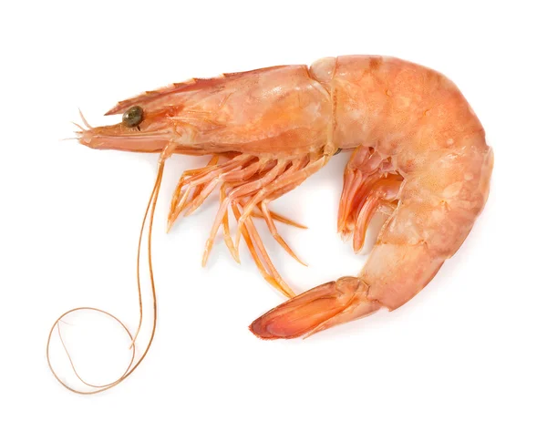 Fresh shrimp — Stock Photo, Image