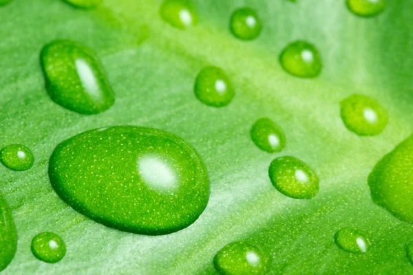 Geplanter Tropfen auf grünem Blatt — Stockfoto