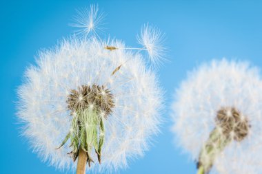 Dandelions tohumları ile