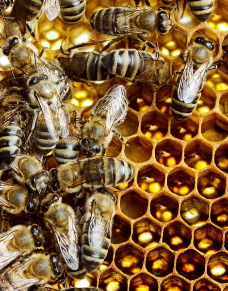 Abejas de trabajo en panal — Foto de Stock