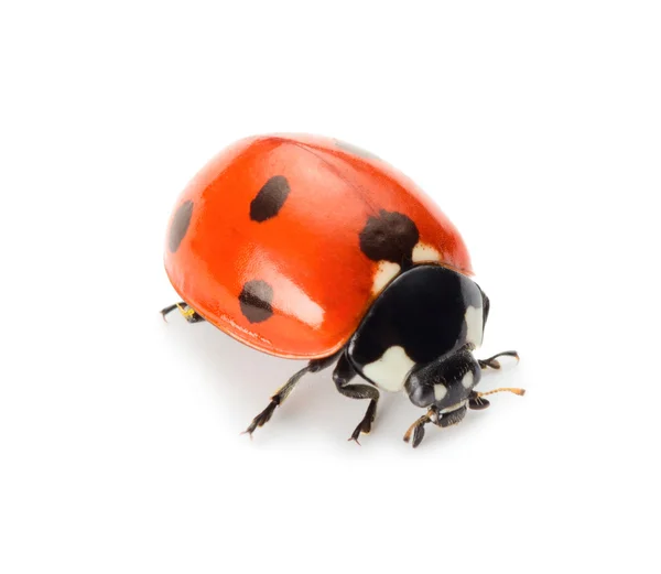 Coccinella — Foto Stock