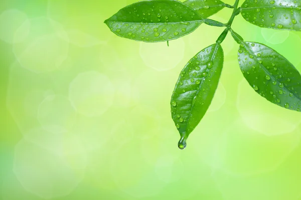 Gotas de agua sobre hojas verdes —  Fotos de Stock