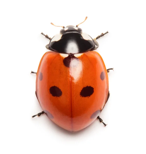 Coccinella — Foto Stock