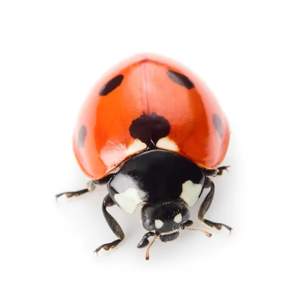 Coccinella — Foto Stock