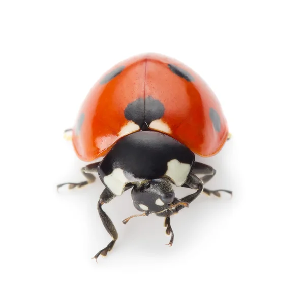 Coccinella — Foto Stock