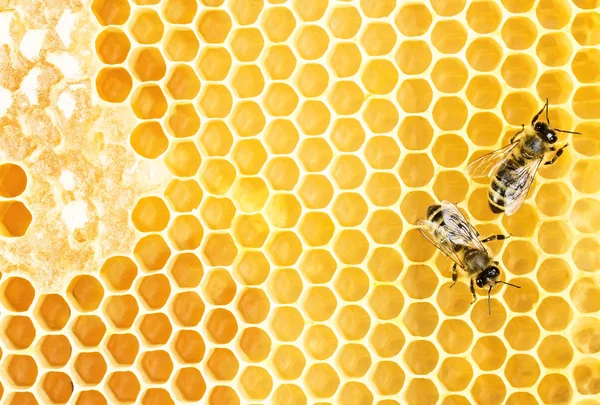 Working bees — Stock Photo, Image