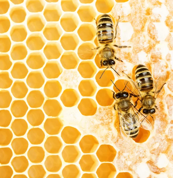 Abejas de trabajo — Foto de Stock