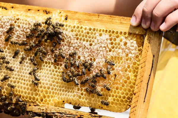 Honingraat met bijen — Stockfoto